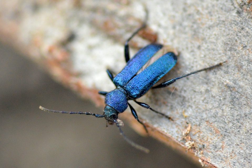 Callidium violaceum - kék korongcincér