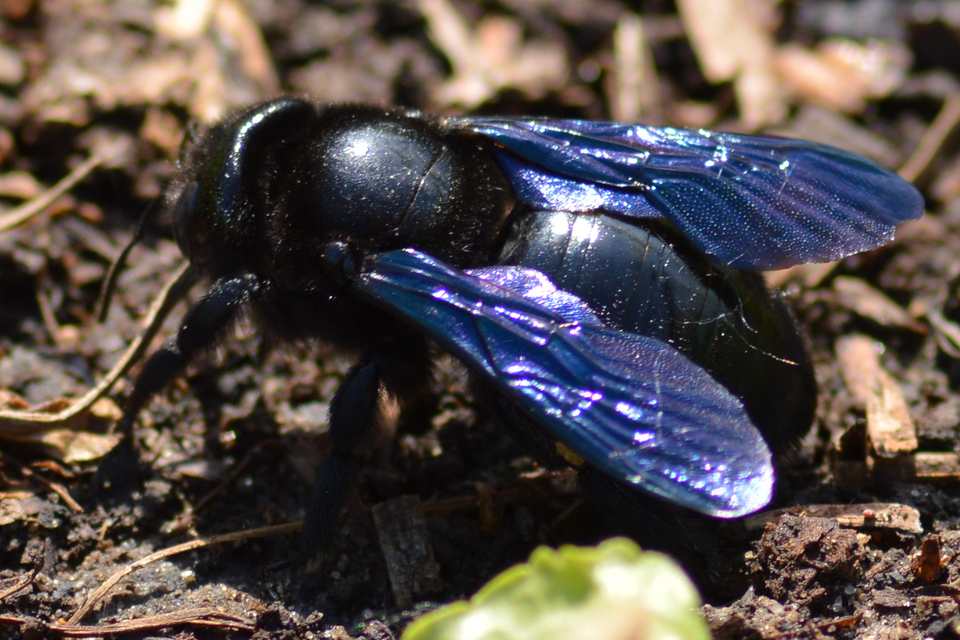 Xylocopa