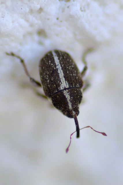 Oprohinus suturalis - csíkos hagymaormányos