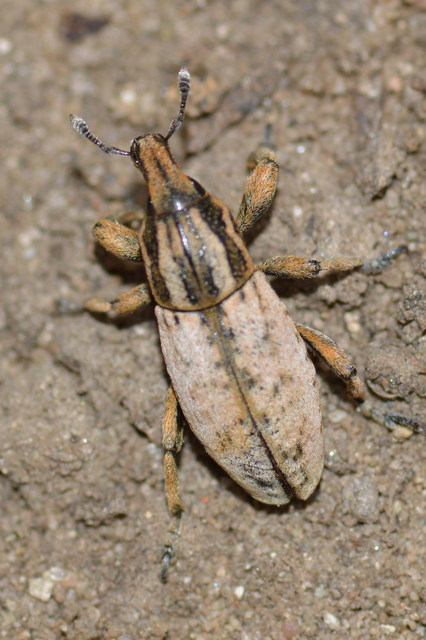 Pseudocleonus cinereus - hamvas barkó