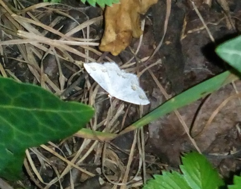 Scopula ornata - díszes fehéraraszoló
