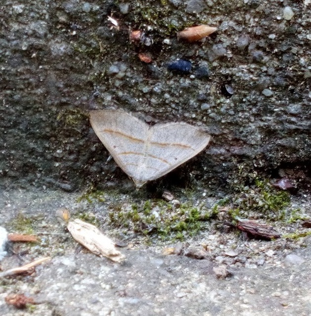 Scotopteryx mucronata/luridata/ignorata