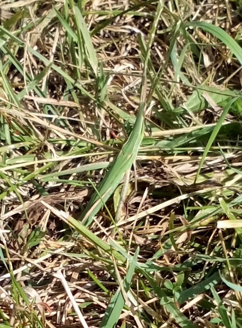 Acrida ungarica - sisakos sáska Acrida ungarica - sisakos sáska