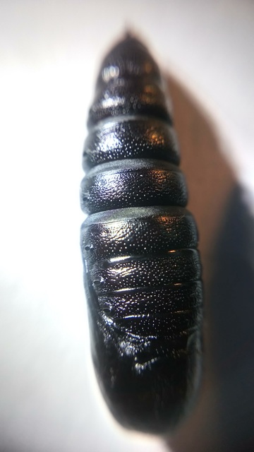 Phalera bucephala - sárgafoltos púposszövő
