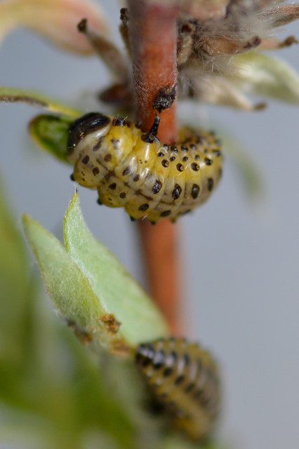 Chrysomela collaris - szegettnyakú fűzlevelész
