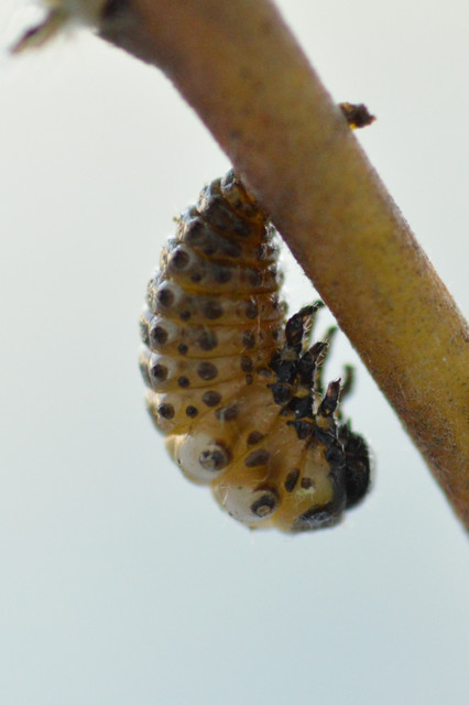 Chrysomela collaris - szegettnyakú fűzlevelész