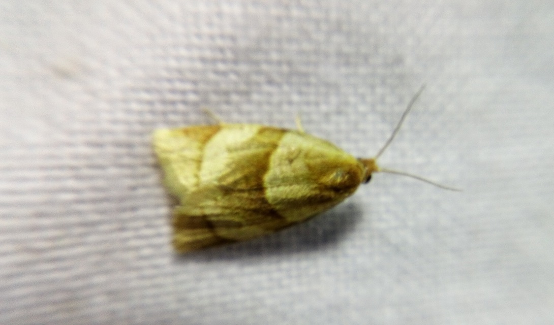 Clepsis rurinana - fakó sodrómoly