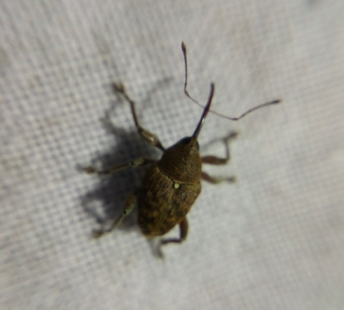 Curculio glandium - tölgymakkzsuzsóka
