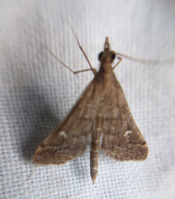 Dolicharthria punctalis - hosszúlábú tűzmoly