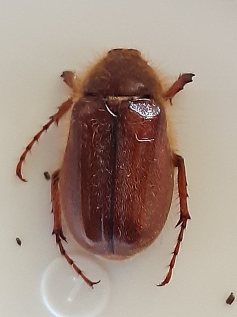 Holochelus vernus - tavaszi cserebogár