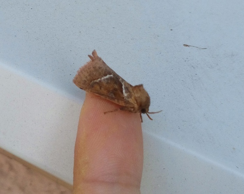Triodia sylvina - kis gyökérrágólepke