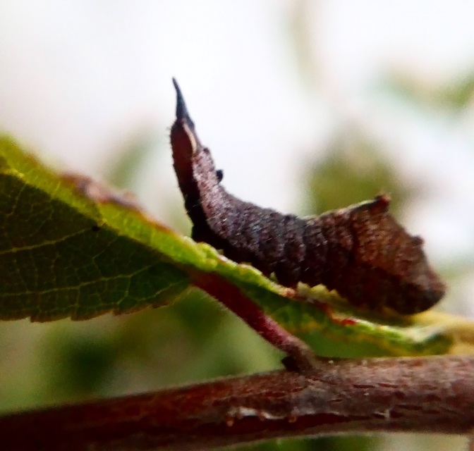 Cilix glaucata - törpe sarlósszövő