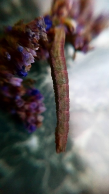 Chlorissa viridata - üdezöld araszoló