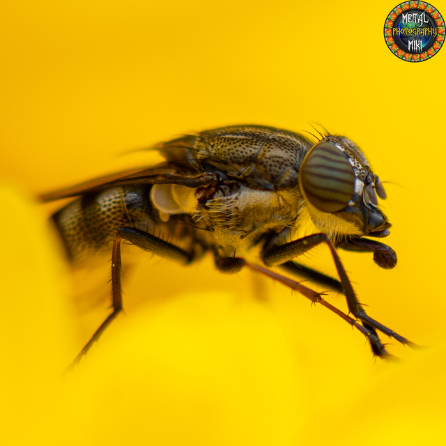 Stomorhina lunata - sáskaparazita légy