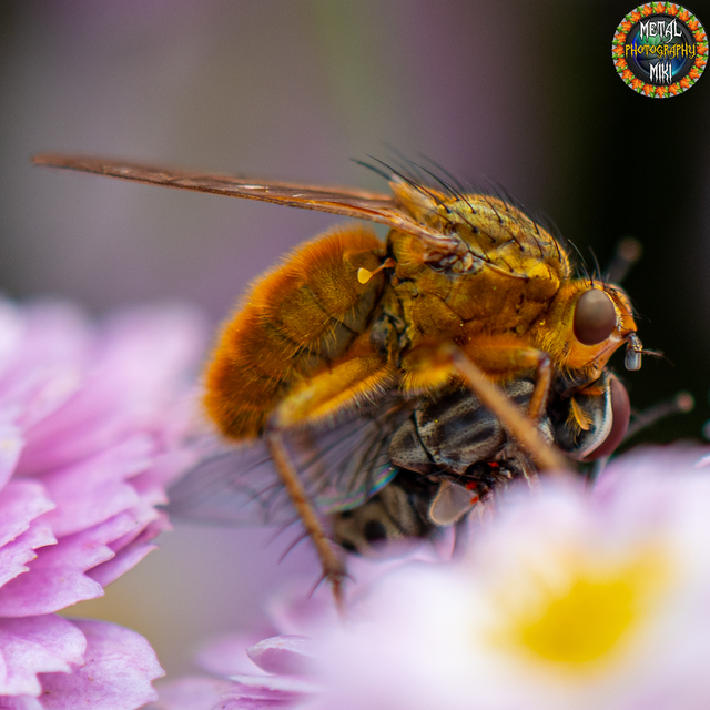 Scathophaga stercoraria - közönséges trágyalégy