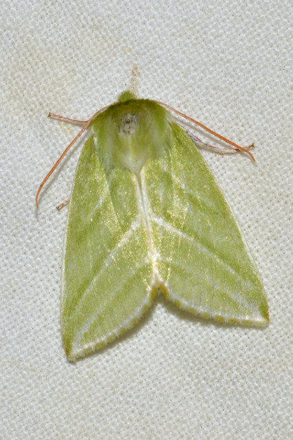 Pseudoips prasinana - bükkfa-zöldbagoly