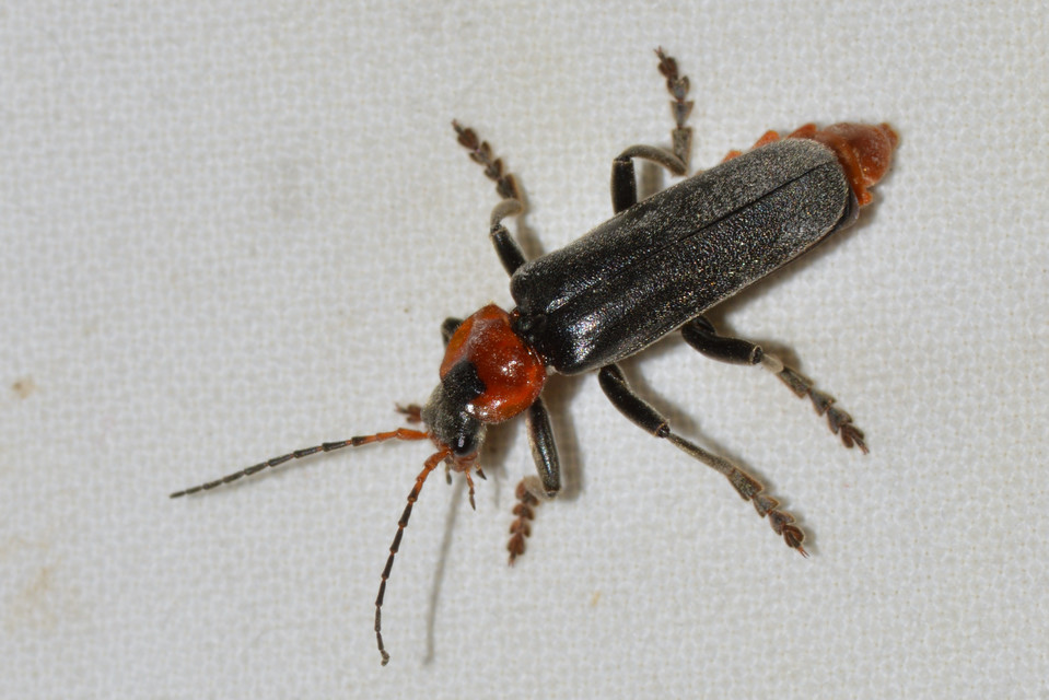 Cantharis fusca - közönséges lágybogár