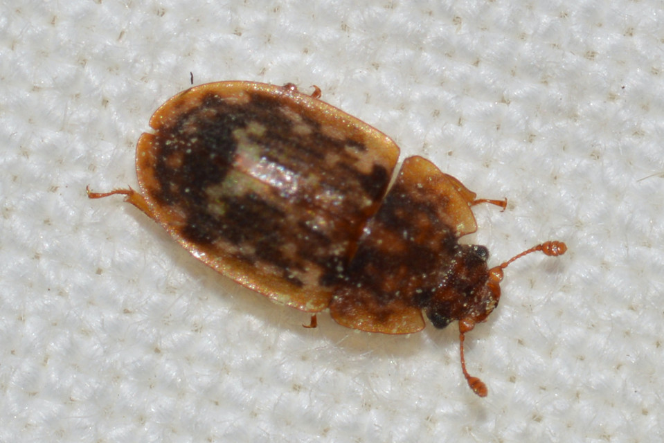 Soronia grisea - pettyegetett fénybogár