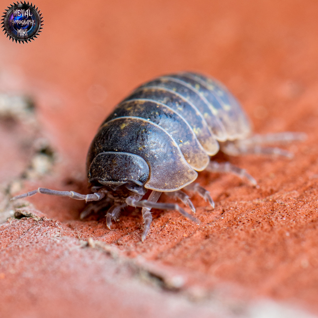 Armadillidium