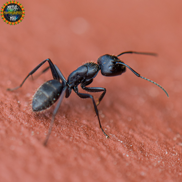 Camponotus vagus - fekete lóhangya