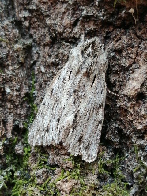 Asteroscopus sphinx - csillagnéző bundásbagoly