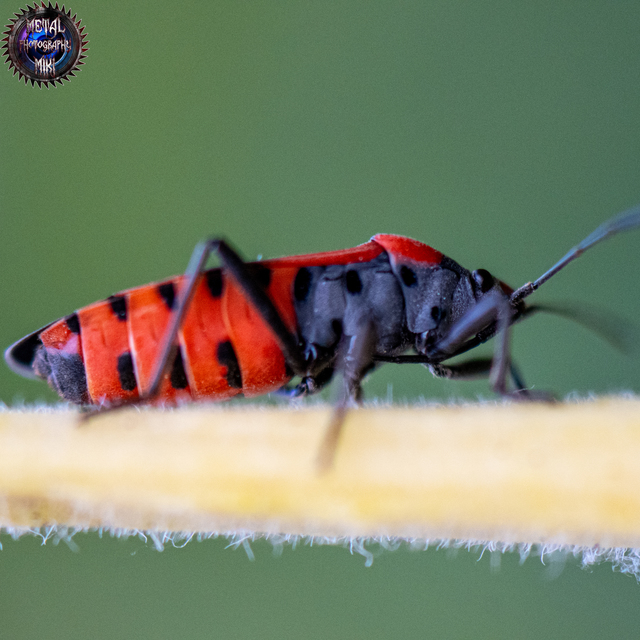 Lygaeus equestris - közönséges lovagbodobács