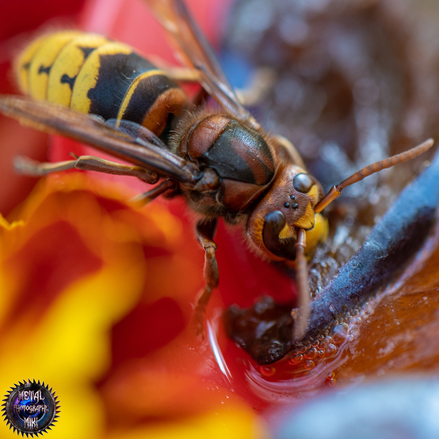 Vespa crabro - lódarázs