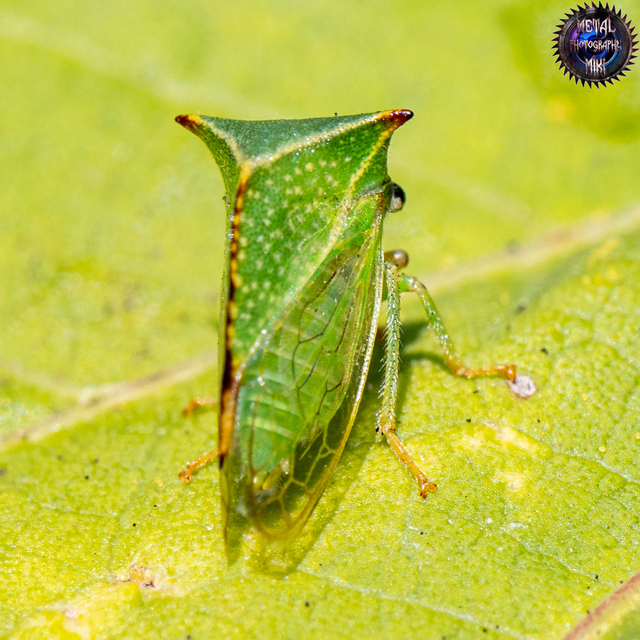 Stictocephala bisonia - bivalykabóca