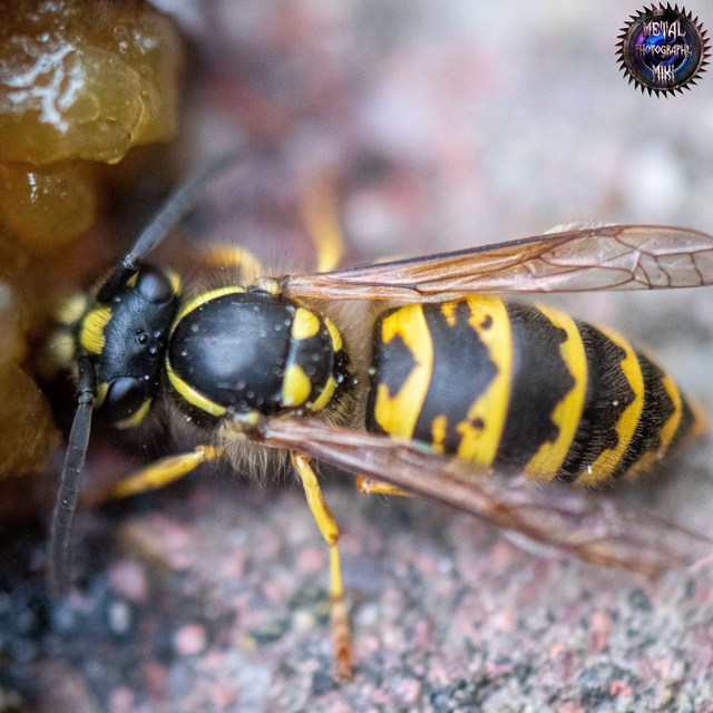 Vespula germanica - német darázs