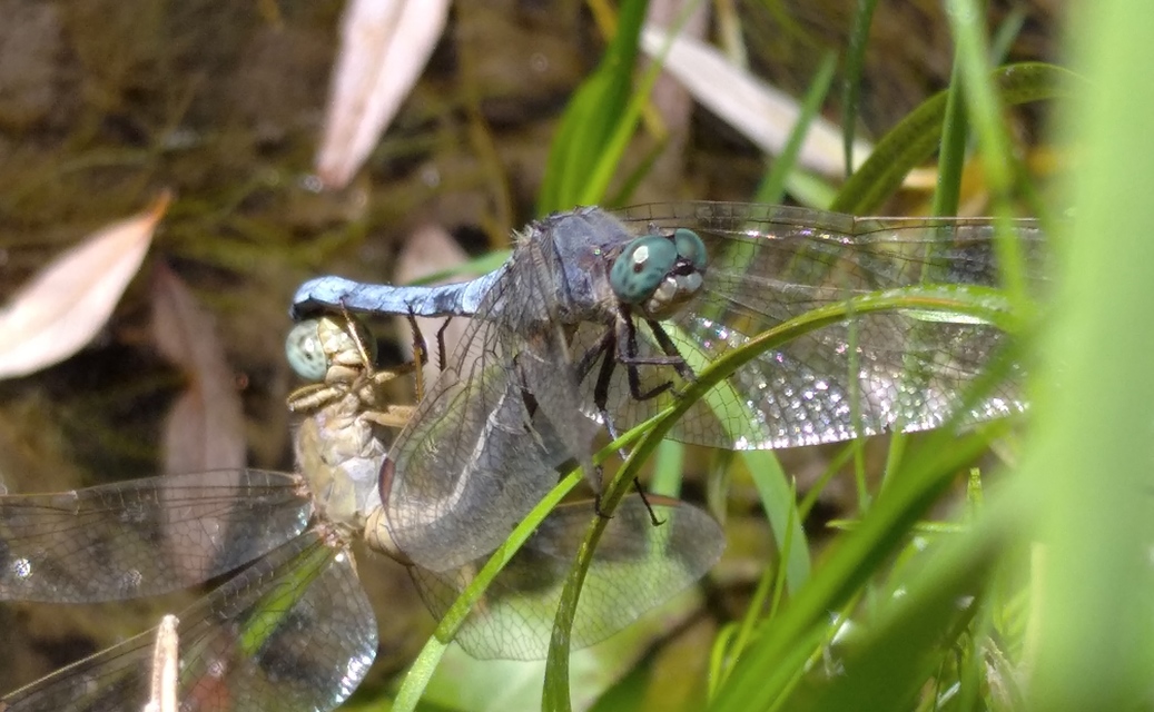 Orthetrum coerulescens - karcsú pásztorszitakötő