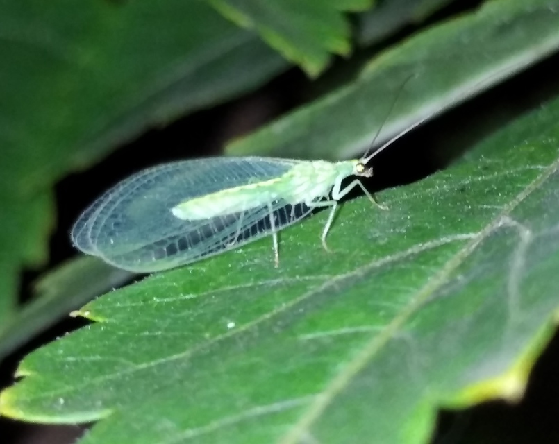 Chrysopidae - zöldfátyolkák