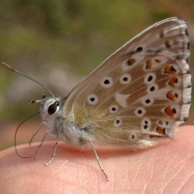 Polyommatus coridon - ezüstkék boglárka