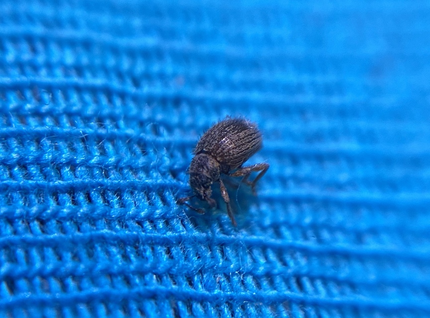 Brachysomus echinatus - tüskés gyepormányos Brachysomus echinatus - tüskés gyepormányos