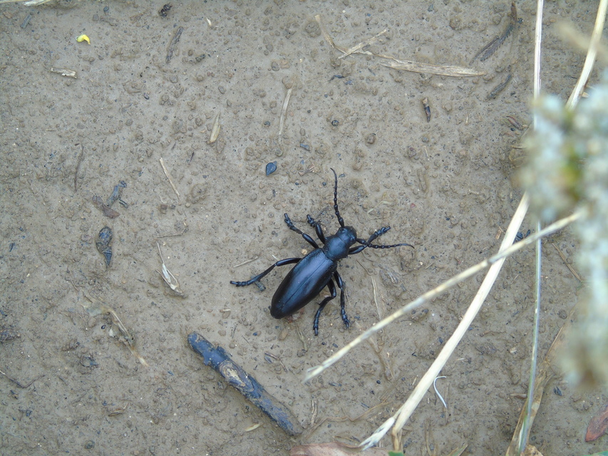 Dorcadion aethiops - fekete gyalogcincér