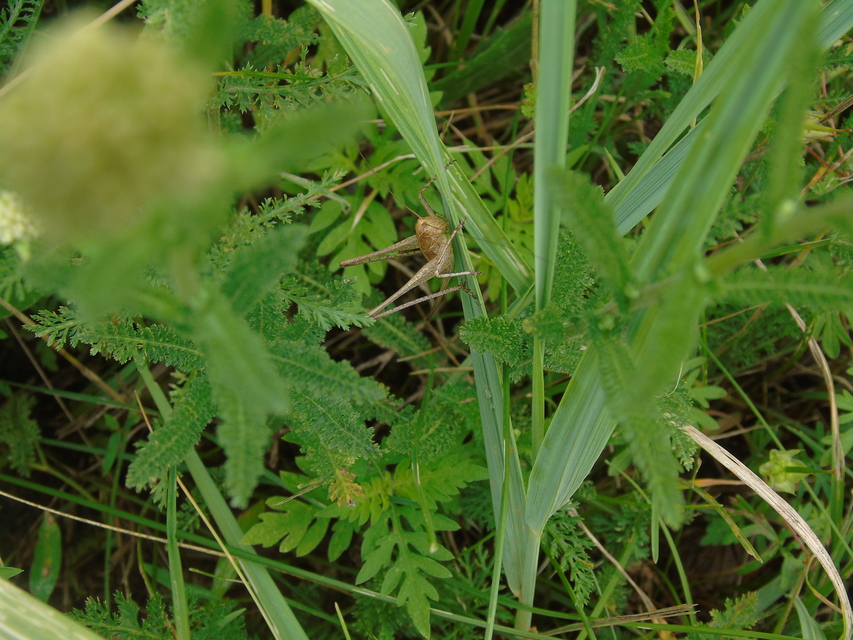 Rhacocleis germanica - német szöcske