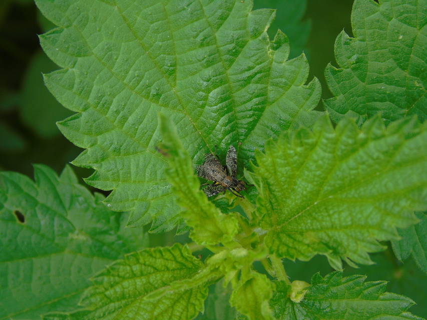 Platystoma