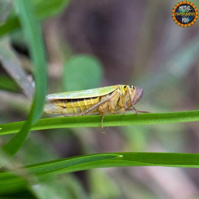 Cicadella viridis - méregzöld kabóca