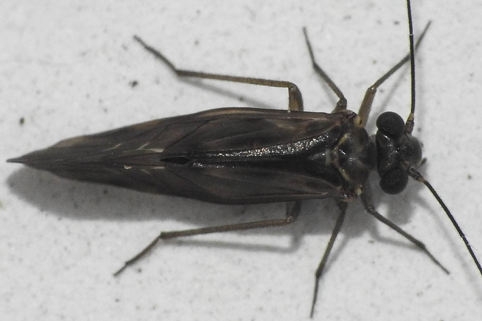 Psocoptera - Fürgetetvek
