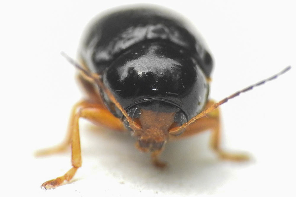Cryptocephalus bameuli/flavipes