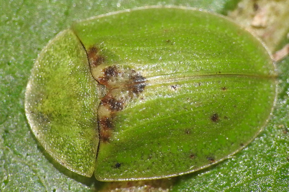 Cassida rubiginosa - lapos pajzsbogár Cassida rubiginosa - lapos pajzsbogár