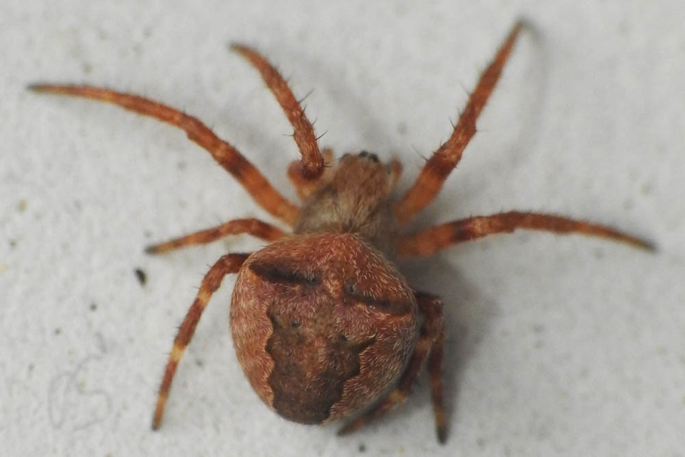 Araneus circe/angulatus