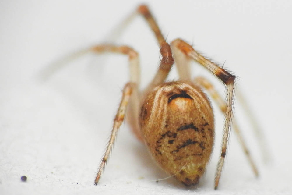 Parasteatoda lunata - holdas törpepók