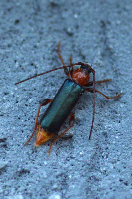 Phymatodes testaceus - változékony korongcincér Phymatodes testaceus - változékony korongcincér