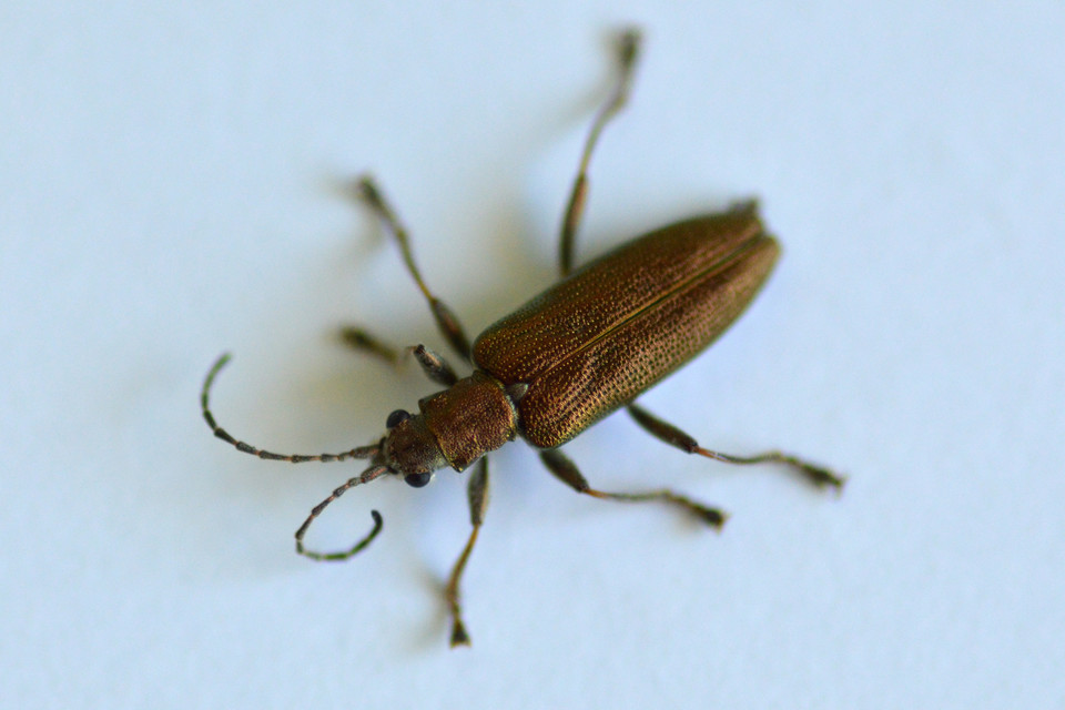 Donacia simplex