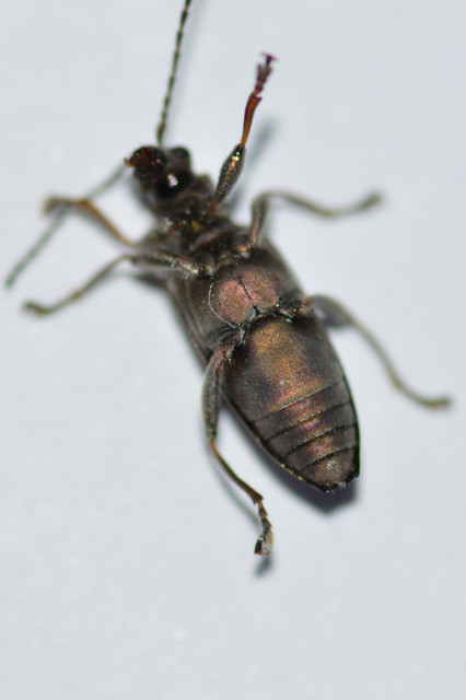 Donacia simplex