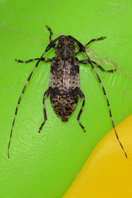 Leiopus nebulosus - öves gesztcincér