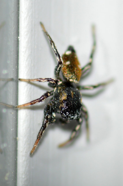 Heliophanus kochii - négypettyes ugrópók
