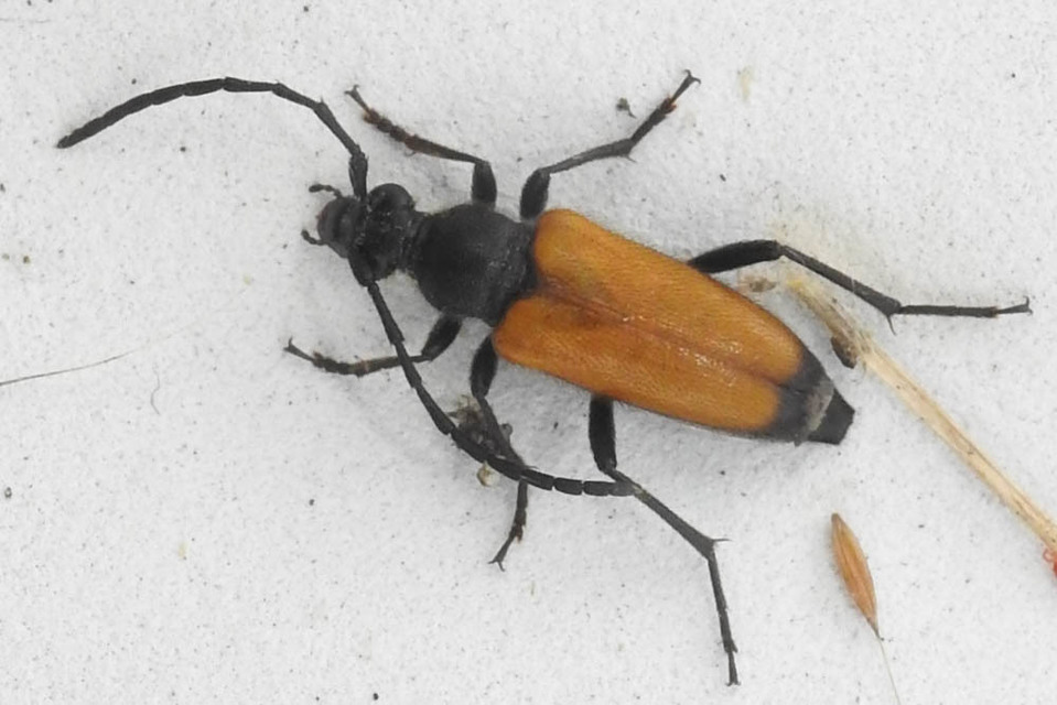 Stictoleptura fulva - vörhenyes virágcincér