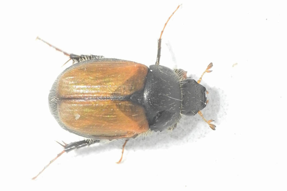 Omaloplia nigromarginata - szegélyes kiscserebogár