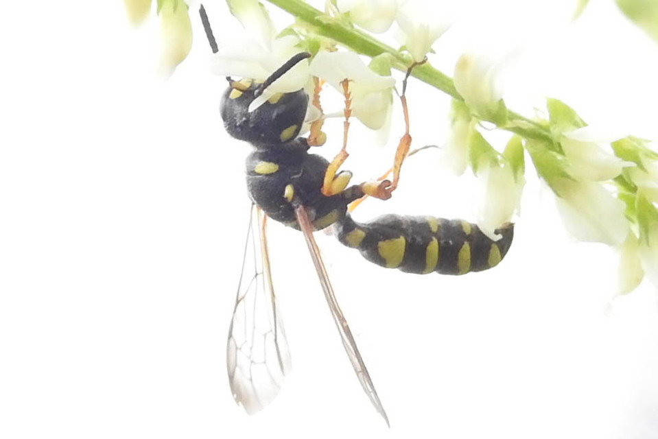 Crabronidae - szitásdarazsak
